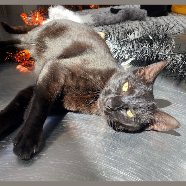 Photo of Phoebe (9996)