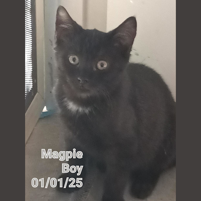 Photo of Magpie