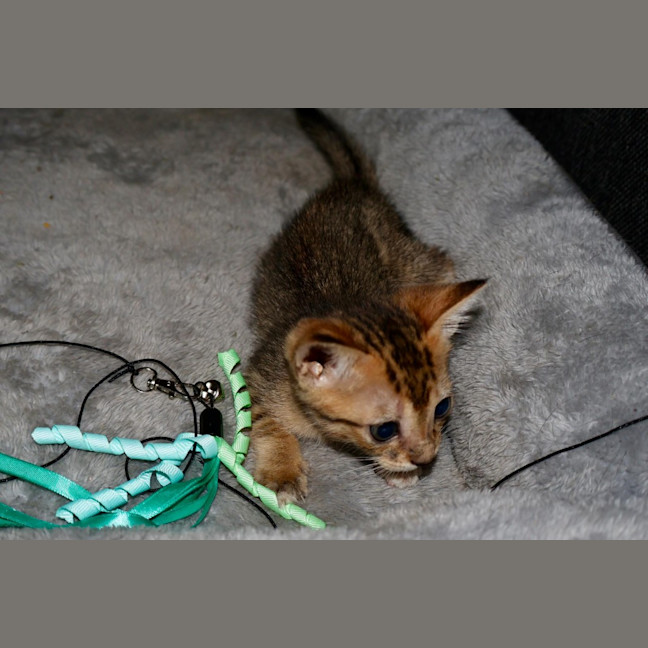 Photo of Fudge