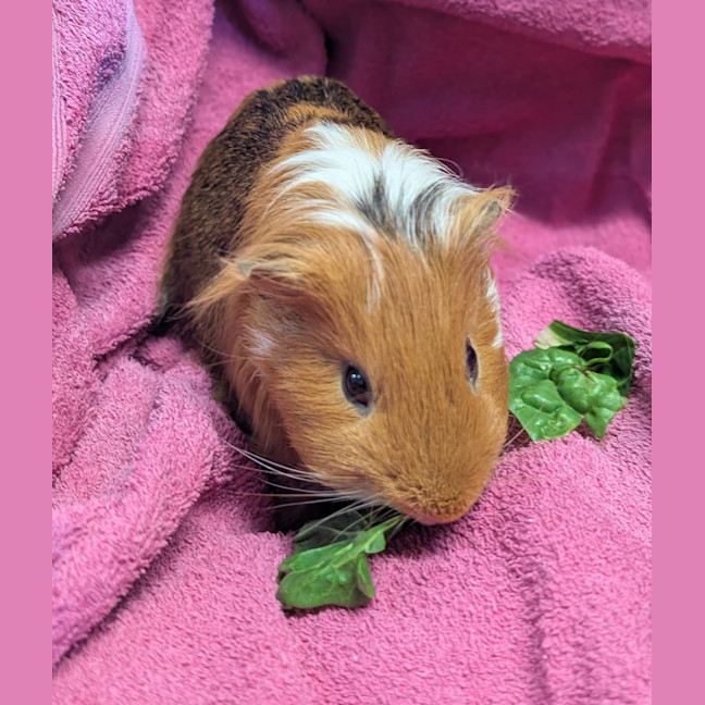 Photo of Brownie