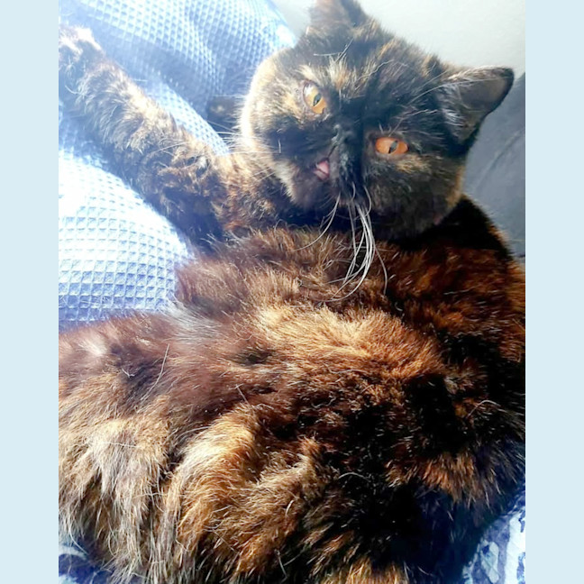 Photo of 🐾Flow🐾