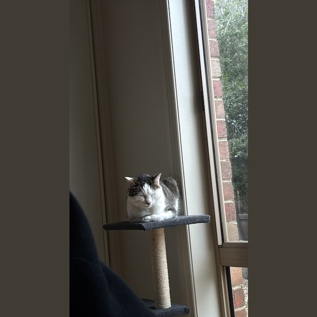 Photo of Clover