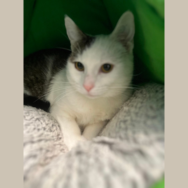 Photo of Patch