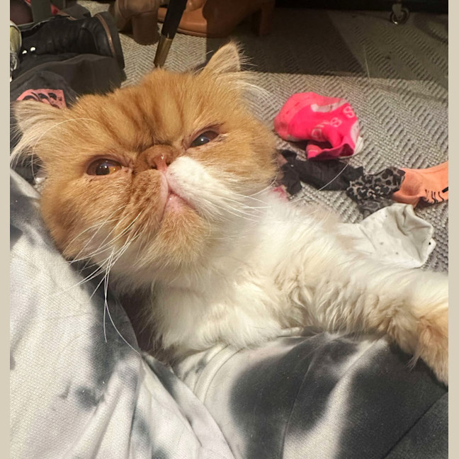 Photo of 😽Linus😽