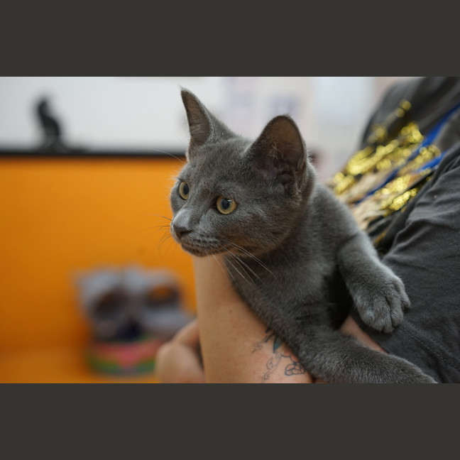 Photo of Loki