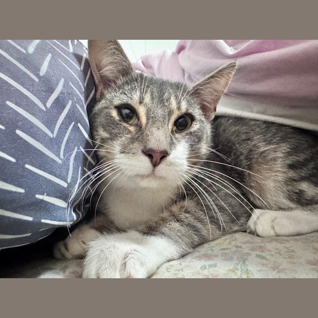 Photo of Binx