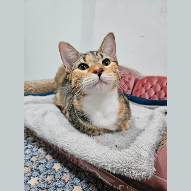 Photo of Pretty Girl