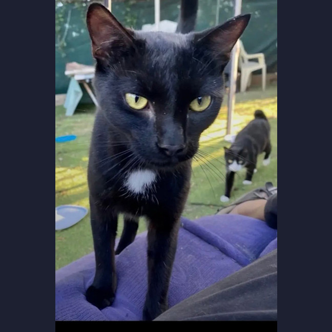 Photo of Cosmo 