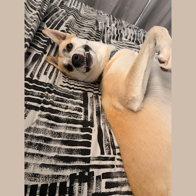 Photo of Loki