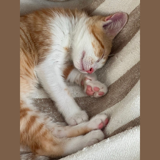 Photo of Maple & Olive