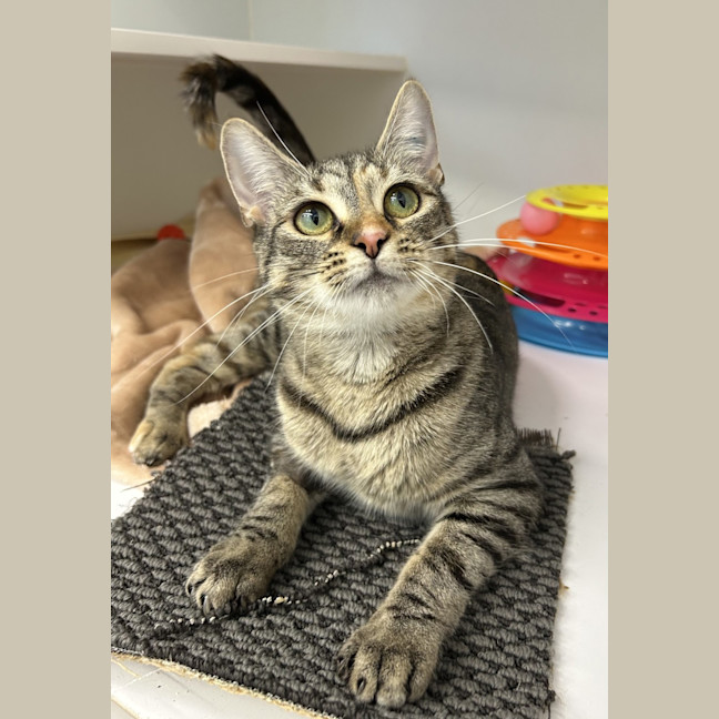 Photo of Coco Coconut