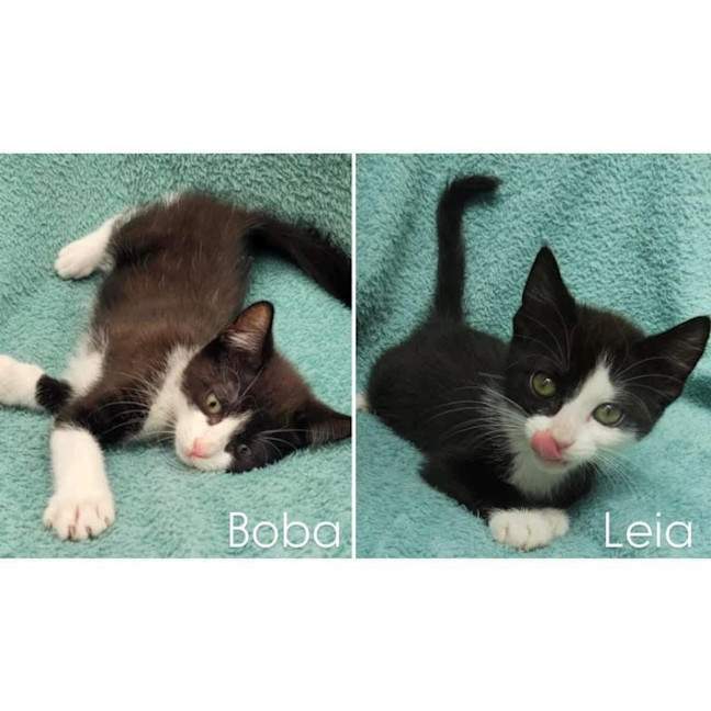 Photo of 11456   Boba