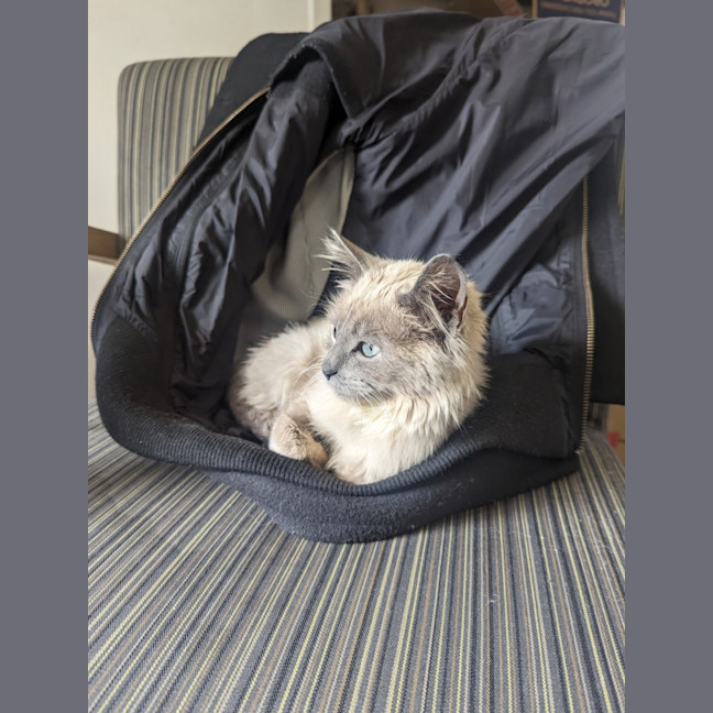 Photo of Lilac