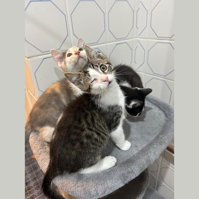 Photo of Chickpea🐥