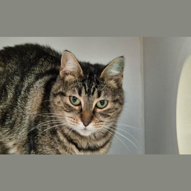 Photo of Pip