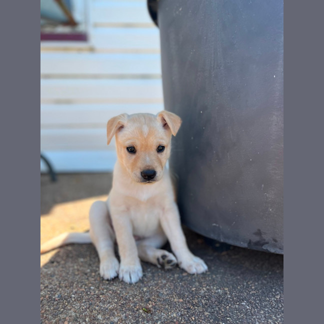 Photo of Thea   8 Week Old Staffy X Koolie (Hold)