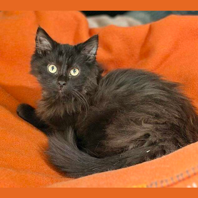 Photo of Binx