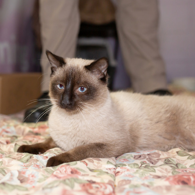 Photo of Anakin
