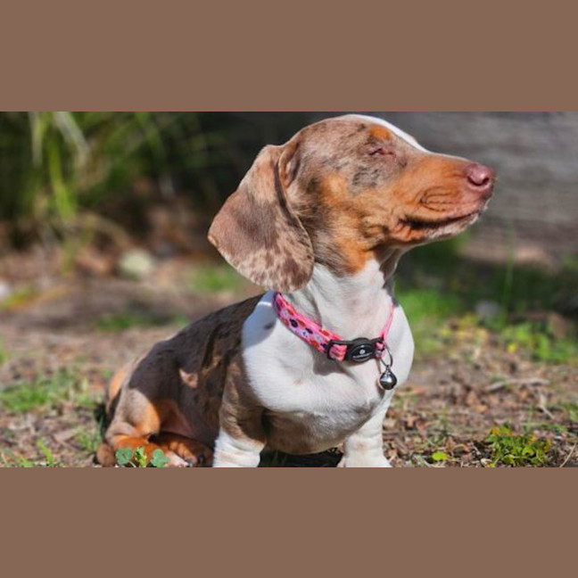 Photo of Lily
