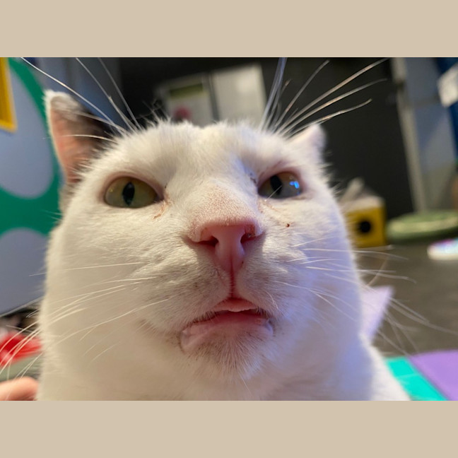 Photo of Galaxy Annihilator