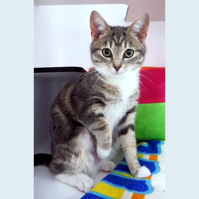 Photo of Cinnamon  Sta012879