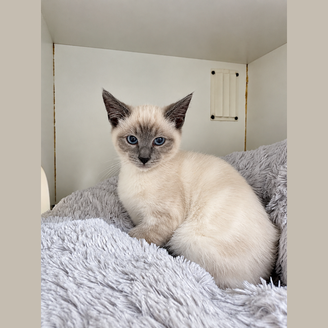 Photo of Cookie