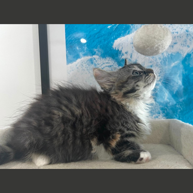 Photo of Puffin