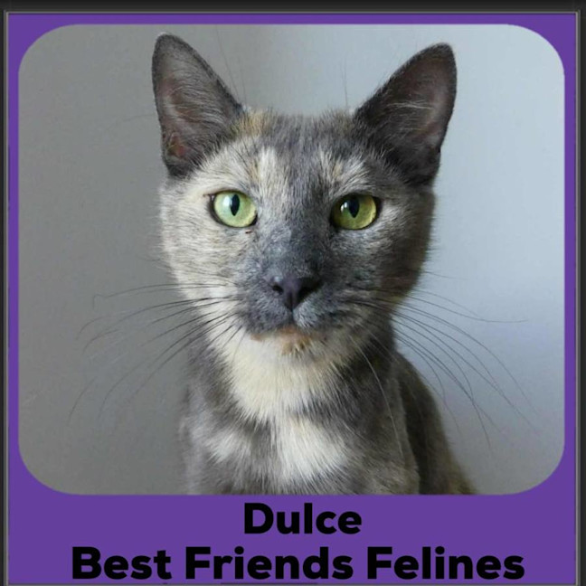 Photo of Dulce 