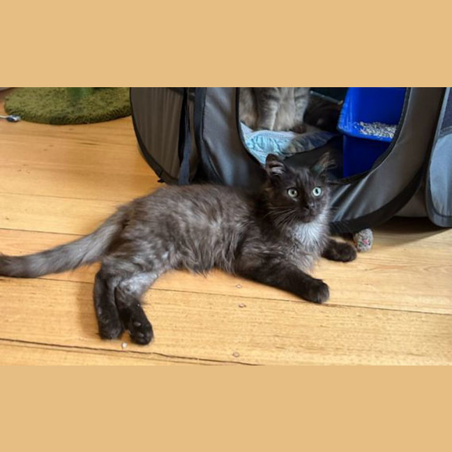 Photo of Banjo