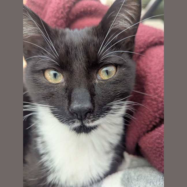 Photo of Jj   4 Month Old Domestic Short Hair