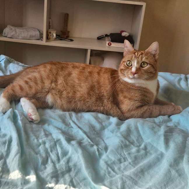 Photo of Marmalade