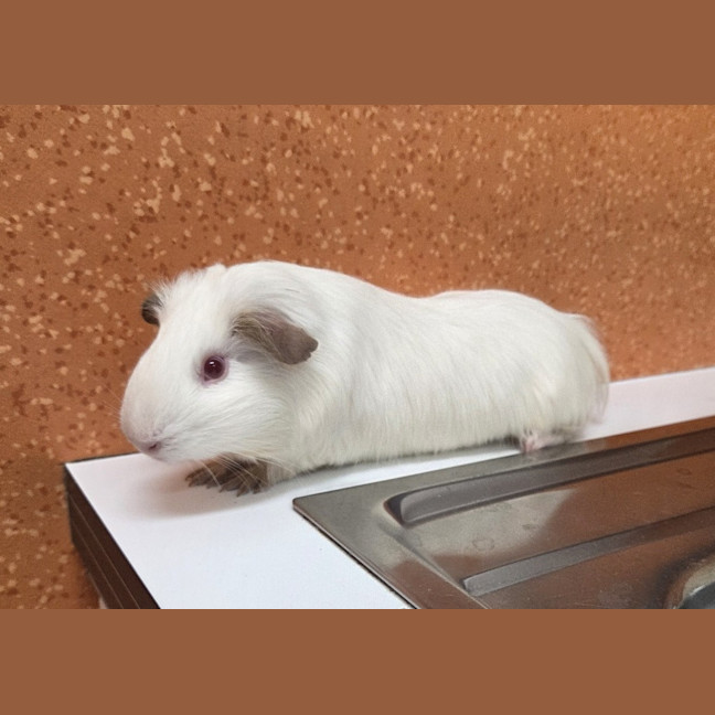 Photo of Quick Silver