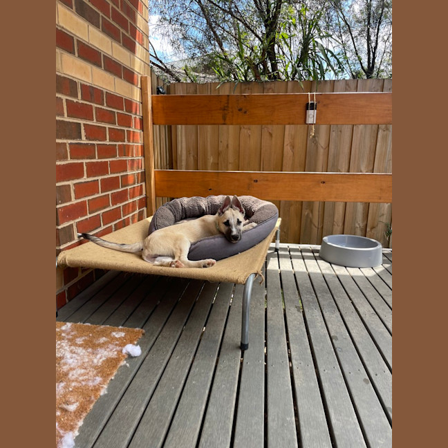 Photo of Apollo
