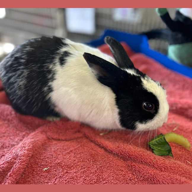 Photo of Jack Skellington