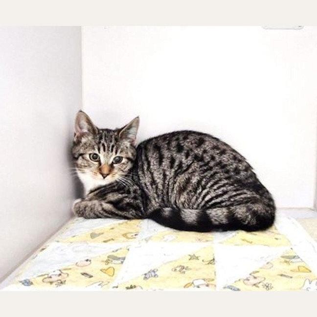 Photo of Dottie