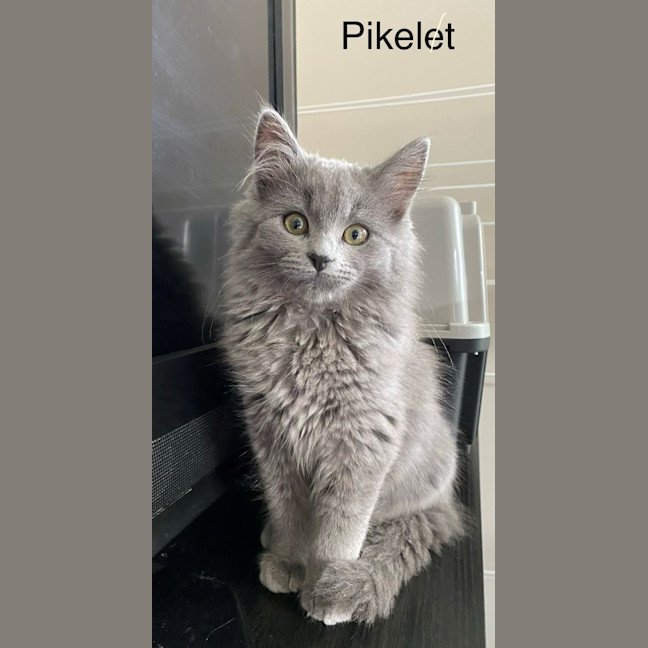 Photo of Pikelet