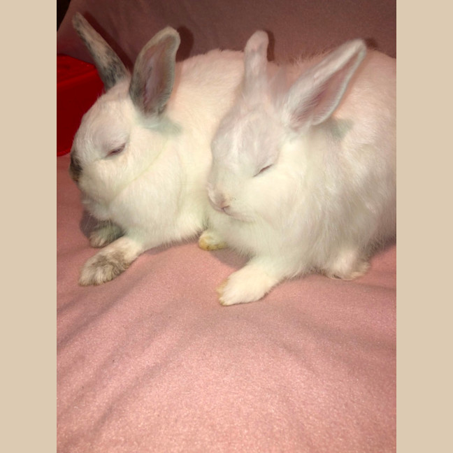 Photo of Blizzard & Odette 