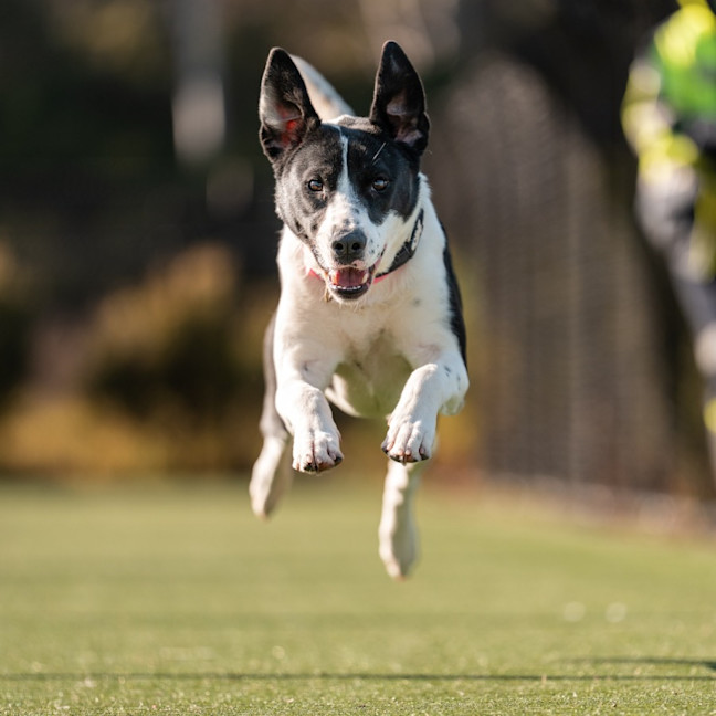 Photo of Bailey Imp 1680