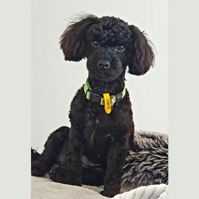 Photo of Gertie