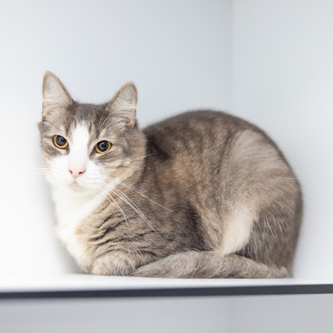 Photo of Scruffy