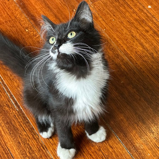 Photo of Poppy 