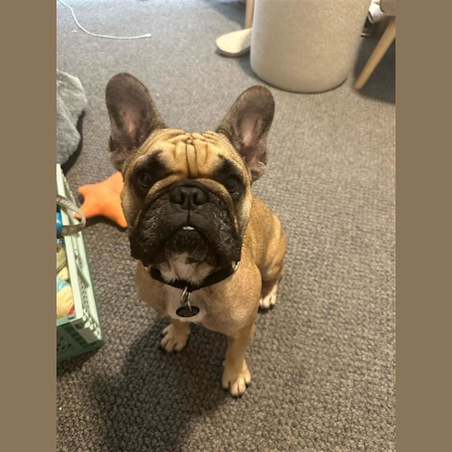 Photo of Java And Riley