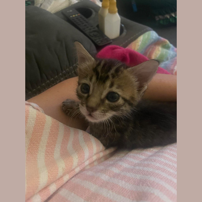 Photo of Kaos (Khan)