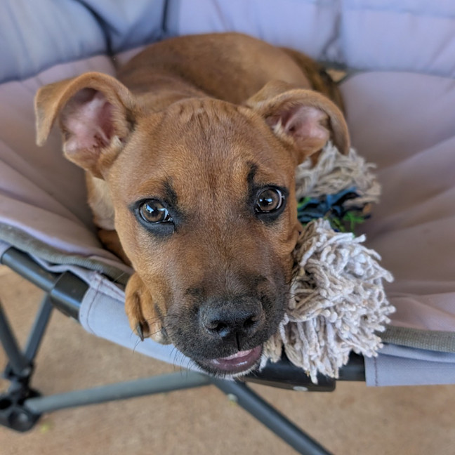 Photo of Teddy
