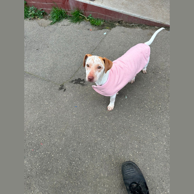 Photo of Ginger