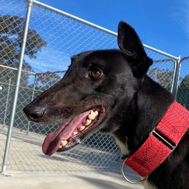 Photo of Enzo The Greyhound