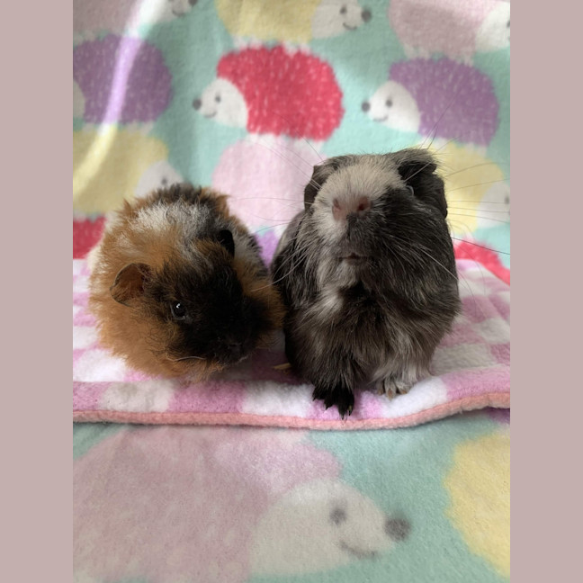 Photo of Dorian Grey And Kevin