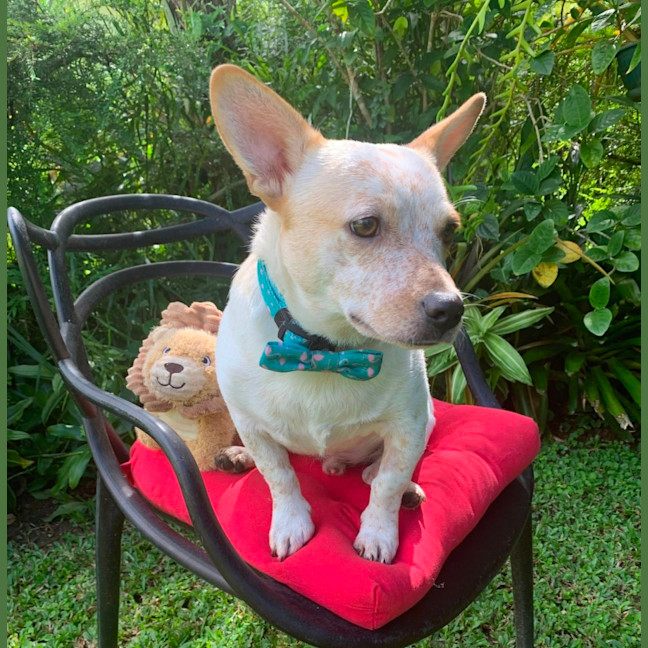 Photo of Rocco