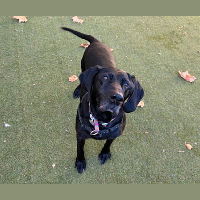 Photo of Olive