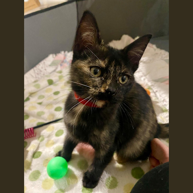 Photo of Tortie (K62 )